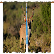 Male Kudu Antelope In Natural Habitat Window Curtains 71078129