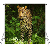 Male Leopard Backdrops 2053305