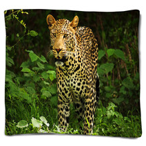 Male Leopard Blankets 2053305