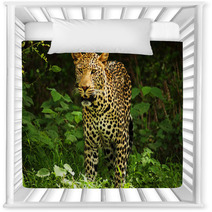 Male Leopard Nursery Decor 2053305