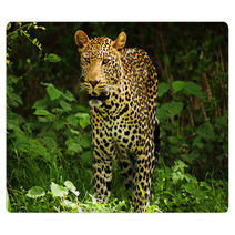 Male Leopard Rugs 2053305