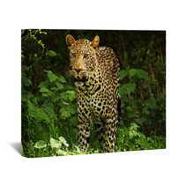 Male Leopard Wall Art 2053305