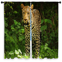 Male Leopard Window Curtains 2053305