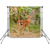 Male Sika Deer Backdrops 53432401