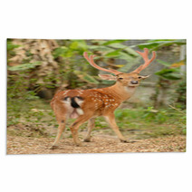 Male Sika Deer Rugs 53432401
