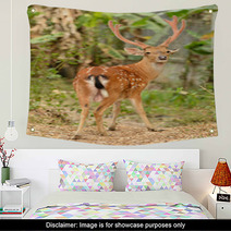 Male Sika Deer Wall Art 53432401