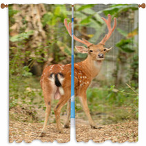 Male Sika Deer Window Curtains 53432401
