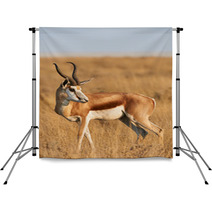 Male Springbok Backdrops 81465259