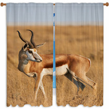 Male Springbok Window Curtains 81465259