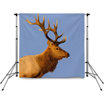Male Tule Elk Close Up Outdoor Backdrops 55504548