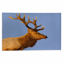 Male Tule Elk Close Up Outdoor Rugs 55504548