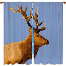 Male Tule Elk Close Up Outdoor Window Curtains 55504548