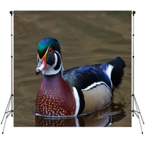Male Wood Duck Backdrops 49375884