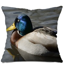 Mallard Duck Sunbathing And Taking A Nap In The Winter Sun Pillows 97738018