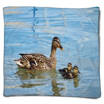 Mallard Or Wild Duck (anas Platyrhynchos) And Baby Blankets 66163734