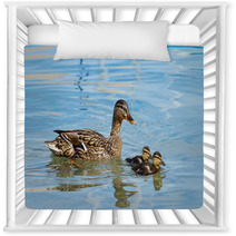 Mallard Or Wild Duck (anas Platyrhynchos) And Baby Nursery Decor 66163734
