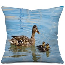 Mallard Or Wild Duck (anas Platyrhynchos) And Baby Pillows 66163734