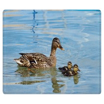 Mallard Or Wild Duck (anas Platyrhynchos) And Baby Rugs 66163734