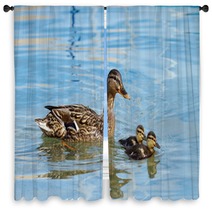 Mallard Or Wild Duck (anas Platyrhynchos) And Baby Window Curtains 66163734