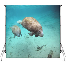 Manatee And Cow Backdrops 27806136