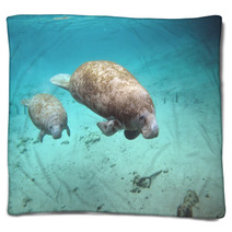 Manatee And Cow Blankets 27806136