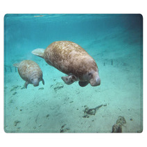 Manatee And Cow Rugs 27806136