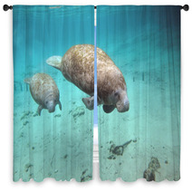 Manatee And Cow Window Curtains 27806136