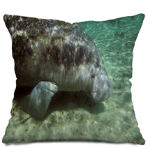 Manatee Sea Cow Cristal River Florida Pillows 6258261