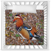 Mandarin Duck Searching Insect In The Foliage Nursery Decor 101048698