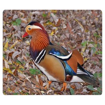 Mandarin Duck Searching Insect In The Foliage Rugs 101048698