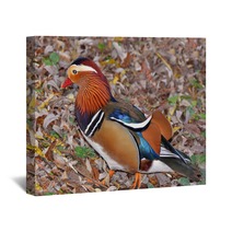 Mandarin Duck Searching Insect In The Foliage Wall Art 101048698