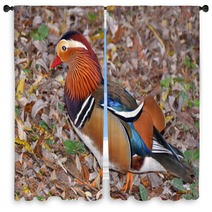 Mandarin Duck Searching Insect In The Foliage Window Curtains 101048698