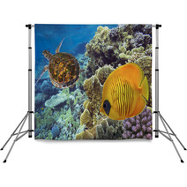 Masked Butterfly Fish And Turtle Backdrops 69870537