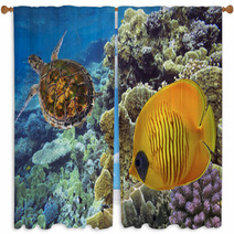 Masked Butterfly Fish And Turtle Window Curtains 69870537