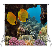 Masked Butterfly Fish Backdrops 68564528