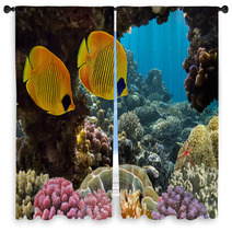 Masked Butterfly Fish Window Curtains 68564528