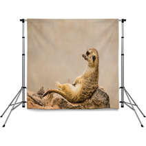 Meerkat Is Sitting. Backdrops 63901054
