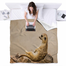 Meerkat Is Sitting. Blankets 63901054