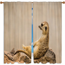 Meerkat Is Sitting. Window Curtains 63901054