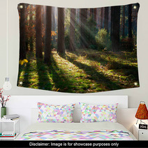Misty Old Forest. Autumn Woods Wall Art 57904725