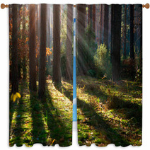 Misty Old Forest. Autumn Woods Window Curtains 57904725