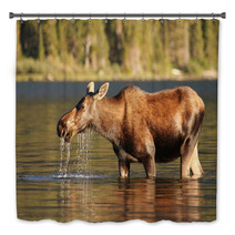 Moose At Glacier National Park Bath Decor 42692501