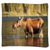 Moose At Glacier National Park Blankets 42692501