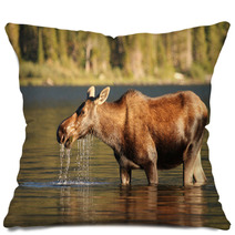 Moose At Glacier National Park Pillows 42692501