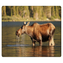 Moose At Glacier National Park Rugs 42692501