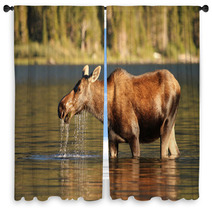 Moose At Glacier National Park Window Curtains 42692501
