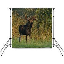 Moose Bull Backdrops 57603479