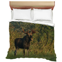 Moose Bull Bedding 57603479