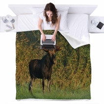 Moose Bull Blankets 57603479