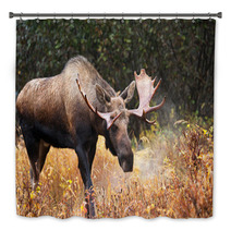 Moose Bull Blowing Some Steam, Male, Alaska, USA Bath Decor 58265236